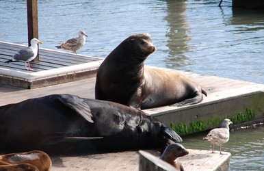 San Francisco Tour - Sea Lions