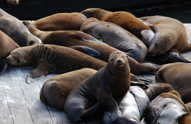 San Francisco Tour - Sea Lions