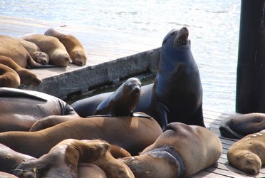 San Francisco Tour - Sea Lions