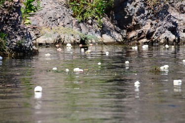Kayaking down the Salt River, Arizona. Marshmallows are everywhere